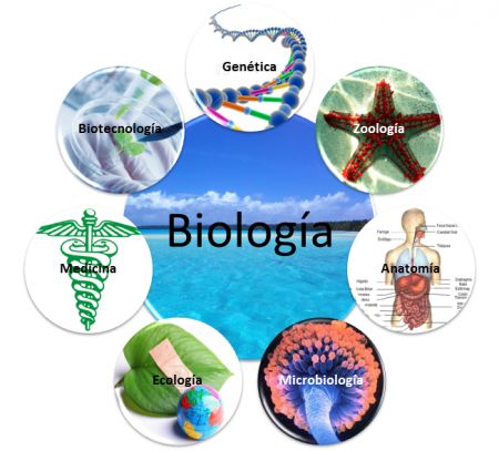Diversos organismos: plantas, animales y microorganismos representando las ramas de la biología