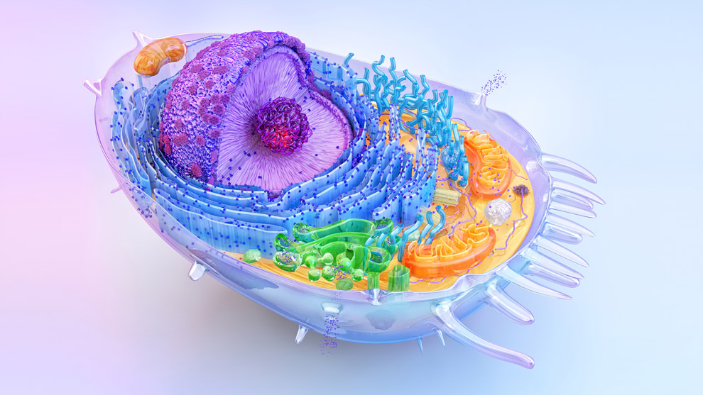 Células vistas al microscopio