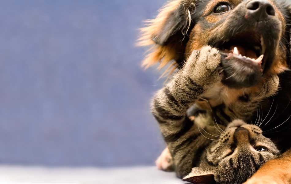 Investigador observando comportamiento animal