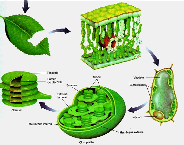 Plantas y laboratorio de mejoramiento