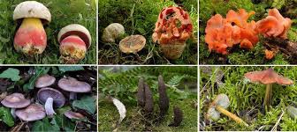 Hongos y setas en bosque