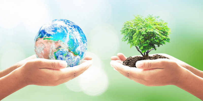 Bosque representando la ecología