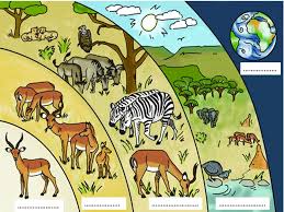 Representación de ecosistemas y niveles ecológicos