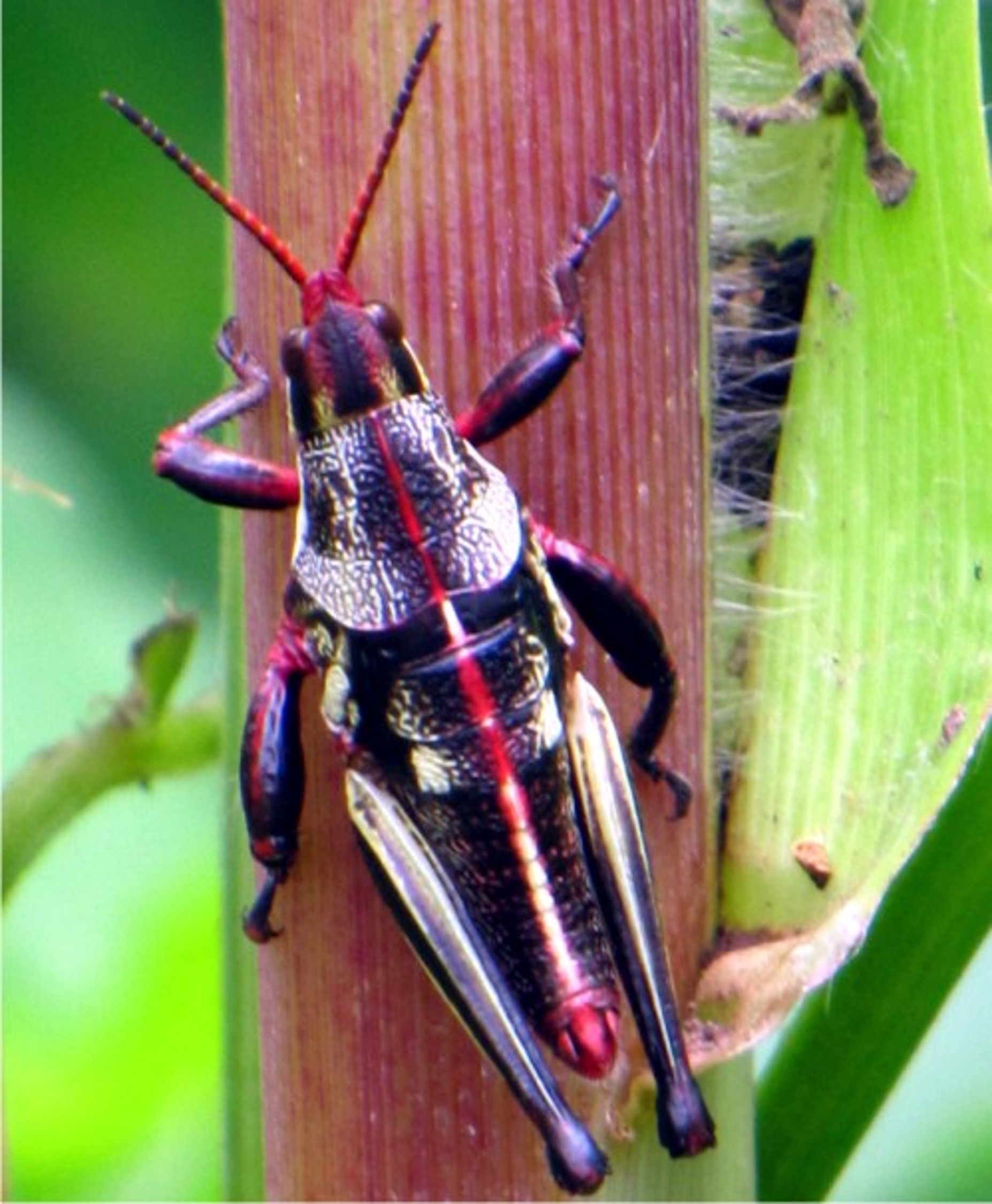 entomofagia