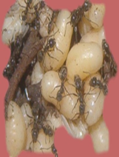 entomofagia