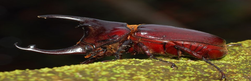 entomofagia