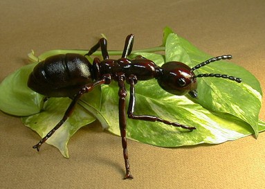 entomofagia