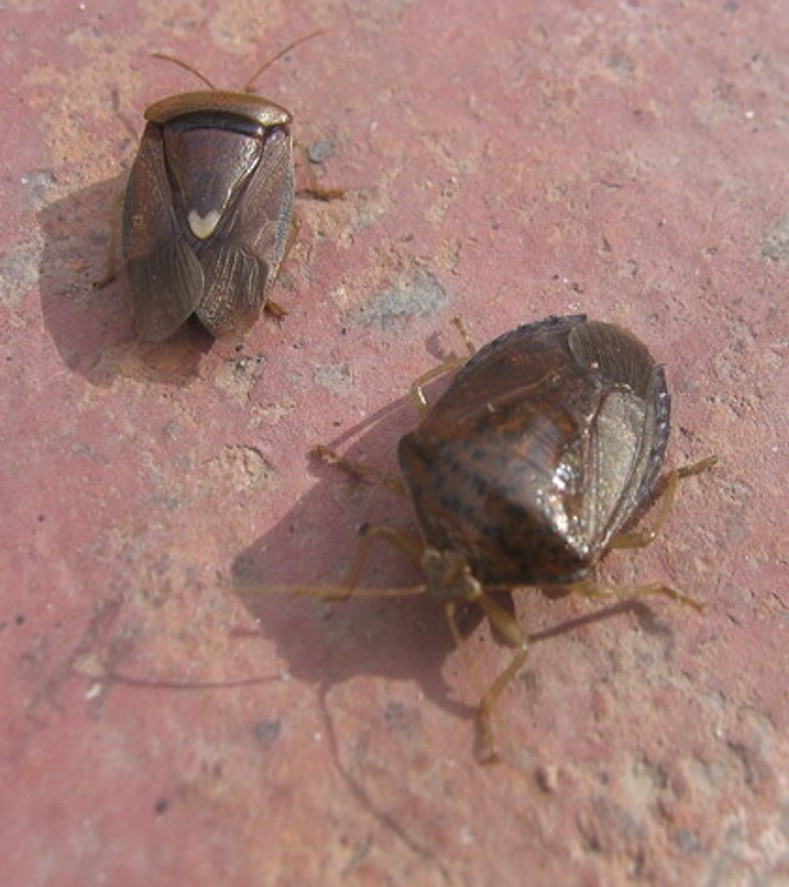 entomofagia
