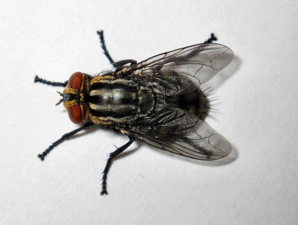 entomofagia