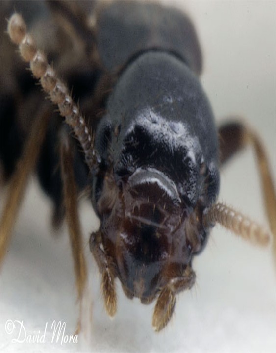 entomofagia