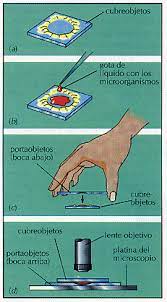 microscopio